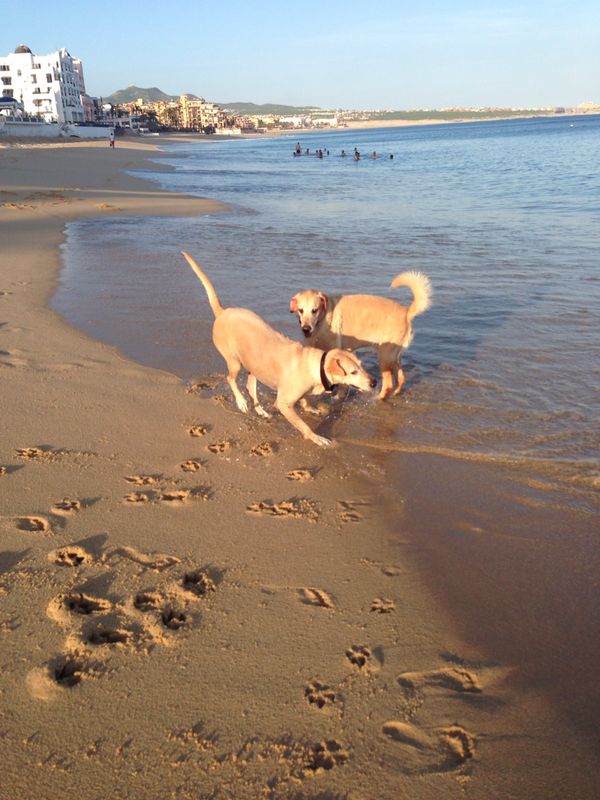 Cabo back on track… Business are open ) Wish Getaways